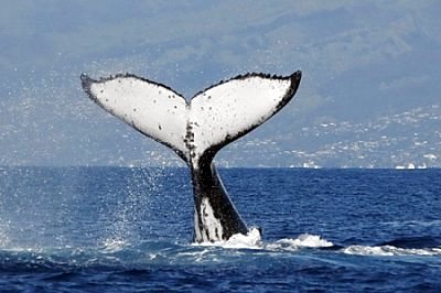 Safari Baleines de juin à septembre