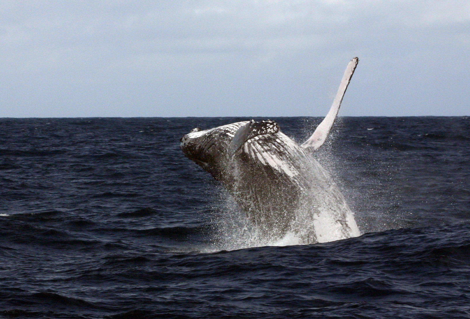 Whale watching from June to September