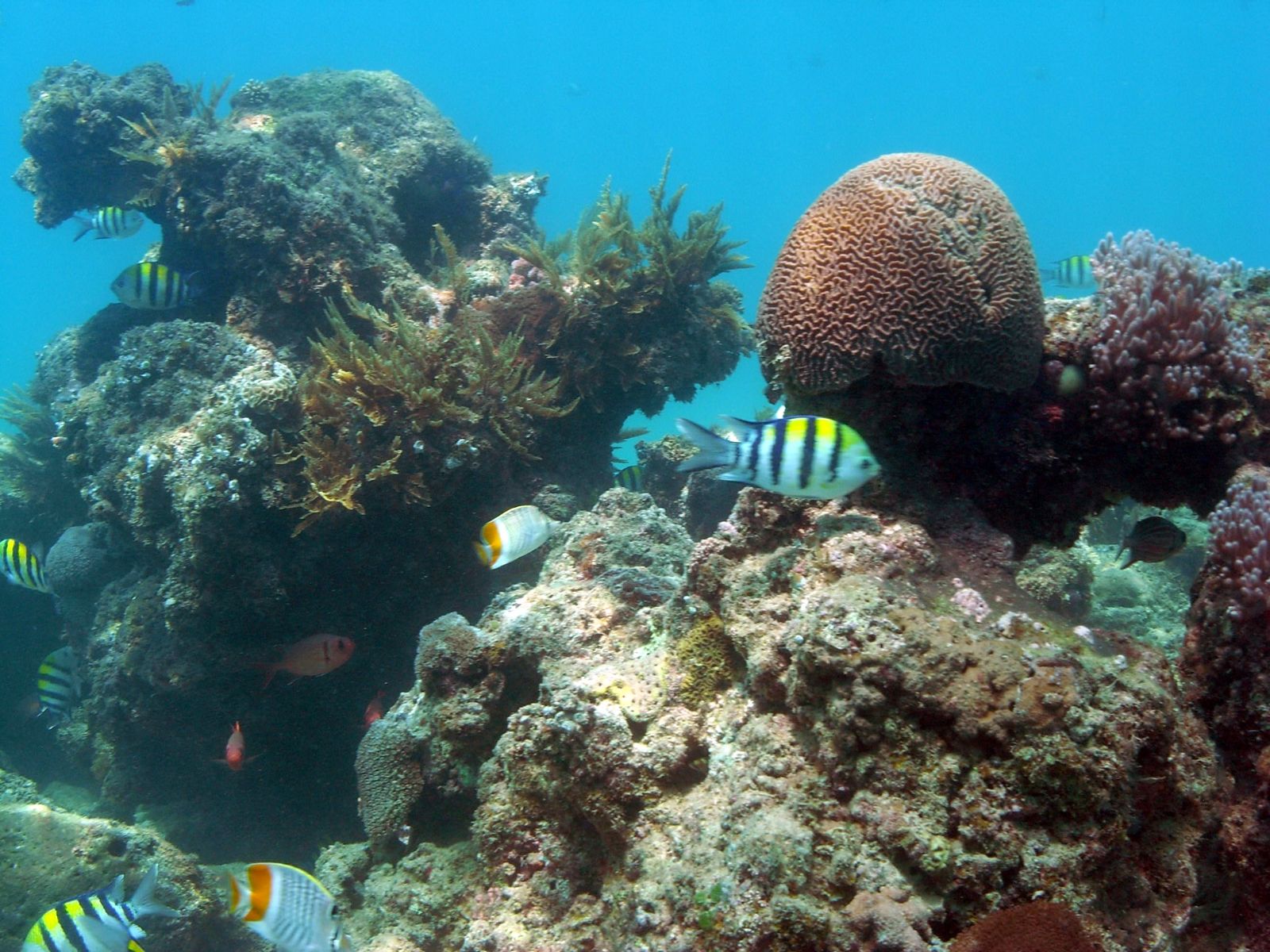 Plongée sous marine