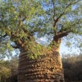 Tsimanampetsotse National Park